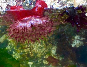 Sea Anemone, Lincoln Park, Seattle, Washington, USA