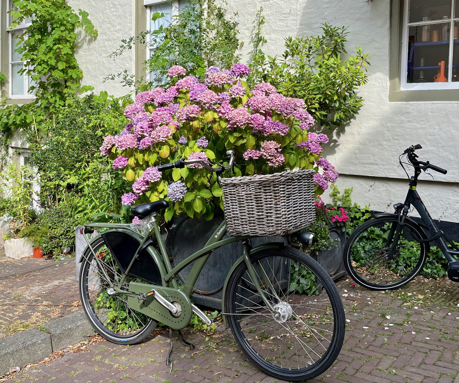 Bicycle with wicker basket for holding Dutch books with pink flowers behind in the Netherlands