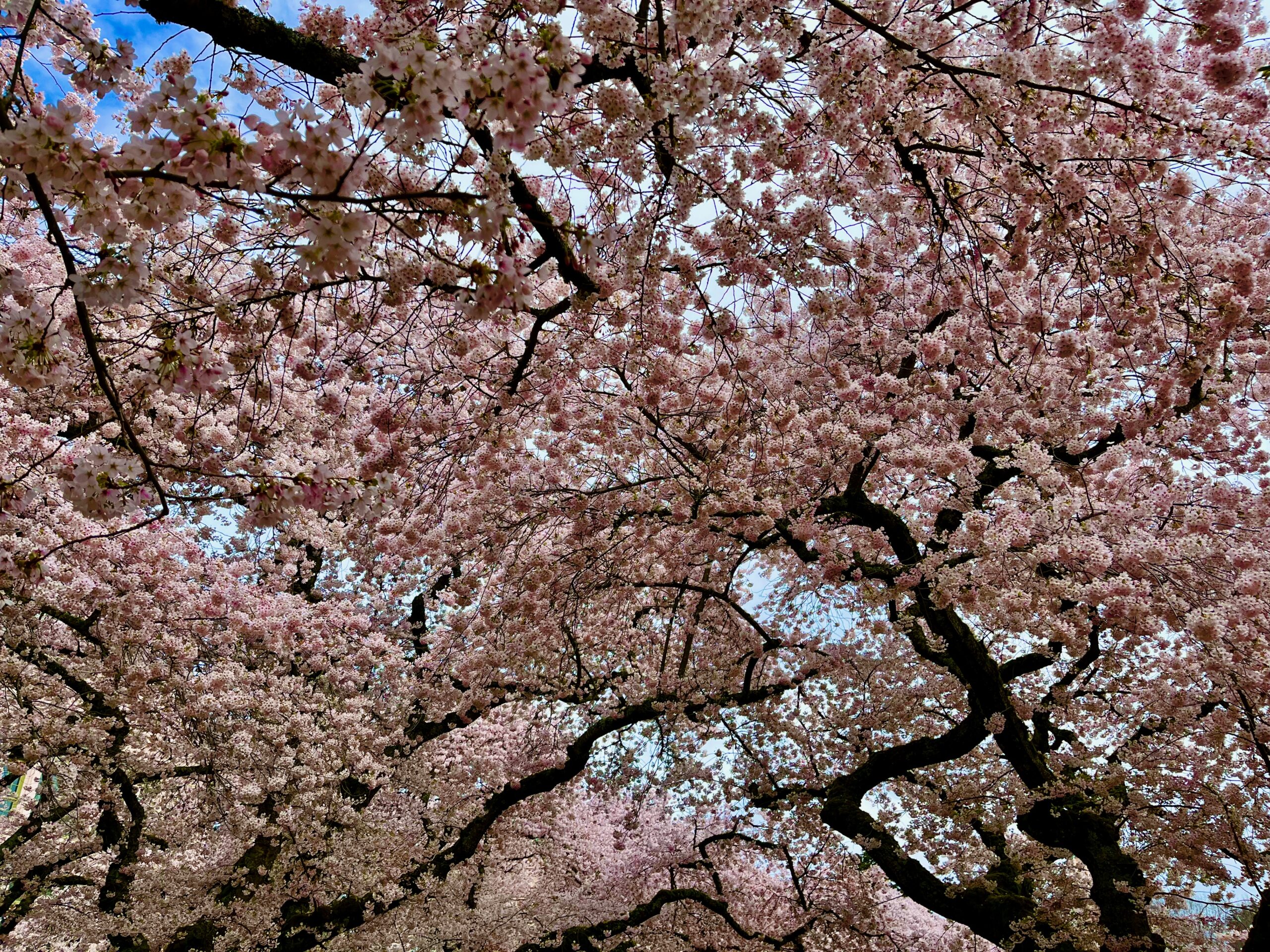 Pink cherry blossoms and dark brown branches against the blue sky